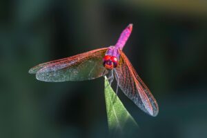 子どもがインフルエンザの時におすすめの生姜とはちみつドリンクは？