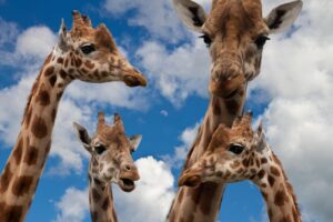 子供のインフルエンザ対策に必要な栄養素とは？