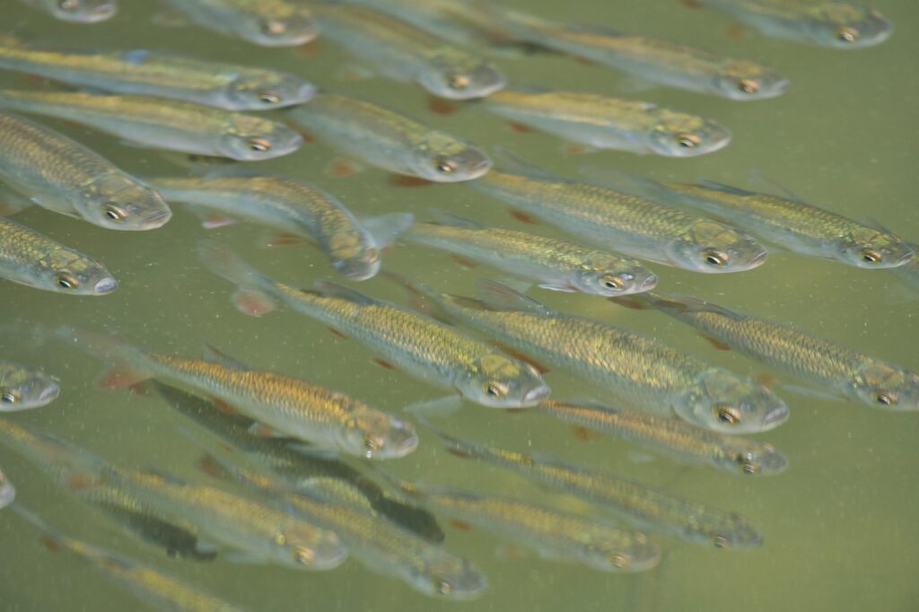 白身魚を子どもに与えるインフルエンザ対策の食べ方は？