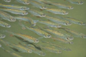 白身魚を子どもに与えるインフルエンザ対策の食べ方は？