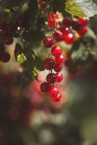 子どもが発熱時に水分とれる果物は何ですか？