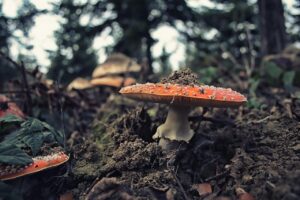 インフルエンザの時に食べてはいけないものは？